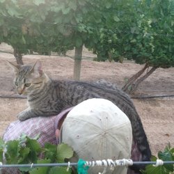 Hartman Gardens of Colorado - Husbands helper picking grapes