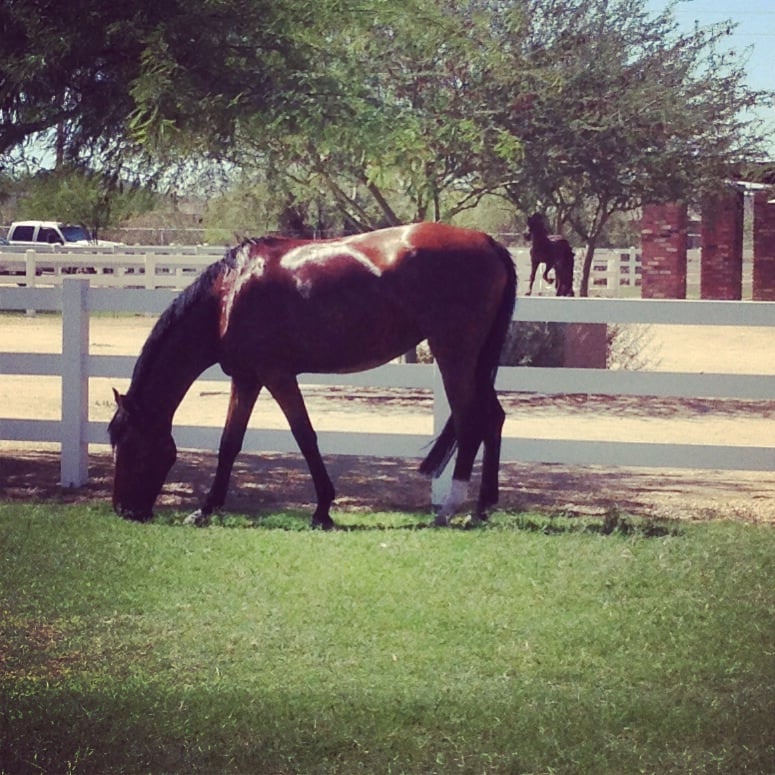 CAREFREE FARMS Updated September 2024 36412 N 7th Ave, Phoenix