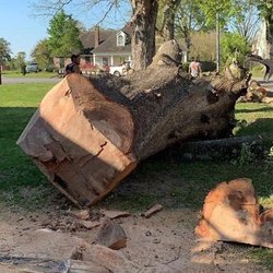 Daley's Tree Service