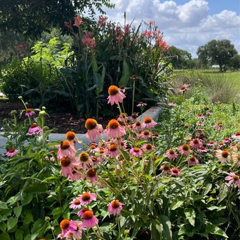 Houston Botanic Garden - Pinks asters - Venues & Event Spaces Near Me - Houston, Texas Houston Botanic Garden - Pinks asters - Venues & Event Spaces Near Me - Houston, Texas