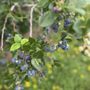 Highland Valley Berry Farm