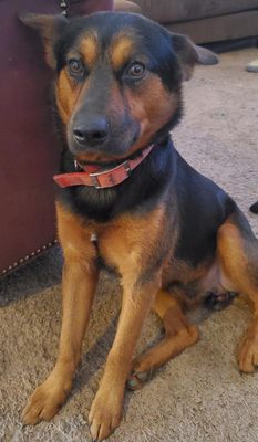 Currently Not Offering Haircuts! - Baths, Shampoo/Condition, thorough deshedding, brush-out and blow-out, paw pad trims, tidy trims, nail trimming ( dremeled if dog allows ). Essential oil spritz.
We Come To You! Currently Not Offering Haircuts! - Baths, Shampoo/Condition, thorough deshedding, brush-out and blow-out, paw pad trims, tidy trims, nail trimming ( dremeled if dog allows ). Essential oil spritz.
We Come To You!