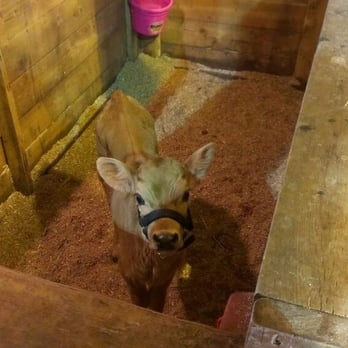 Maplewood Farm - Baby calf - Farms Near Me - North Vancouver, British Columbia