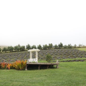 Ali'i Kula Lavender - Tours Near Me - Kula, Hawaii Ali'i Kula Lavender - Tours Near Me - Kula, Hawaii