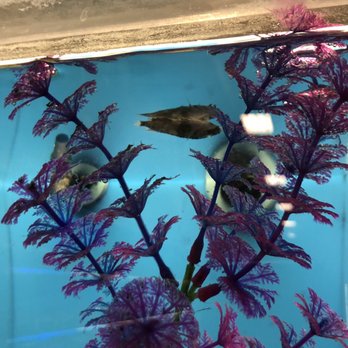 PetSmart - Floater. - Pet Stores Near Me - Glendora, California PetSmart - Floater. - Pet Stores Near Me - Glendora, California