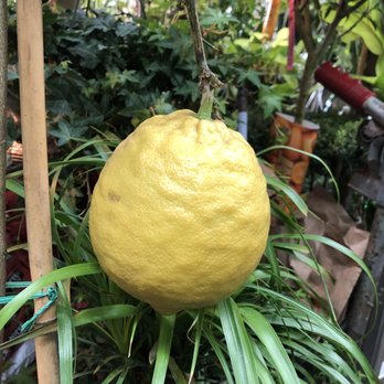 Noble Plants - Nurseries & Gardening Near Me - New York, New York