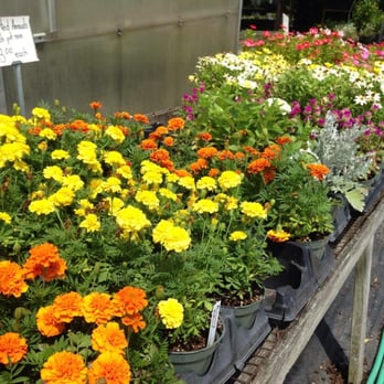 Myers Greenhouse - Some of the flowers outside of the greenhouse - Nurseries & Gardening Near Me - Winston Salem, North Carolina Myers Greenhouse - Some of the flowers outside of the greenhouse - Nurseries & Gardening Near Me - Winston Salem, North Carolina