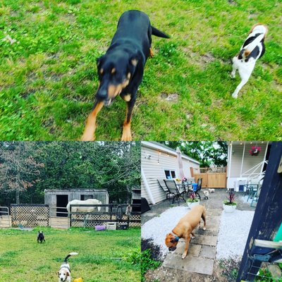 All Pet Groomery and Boarding