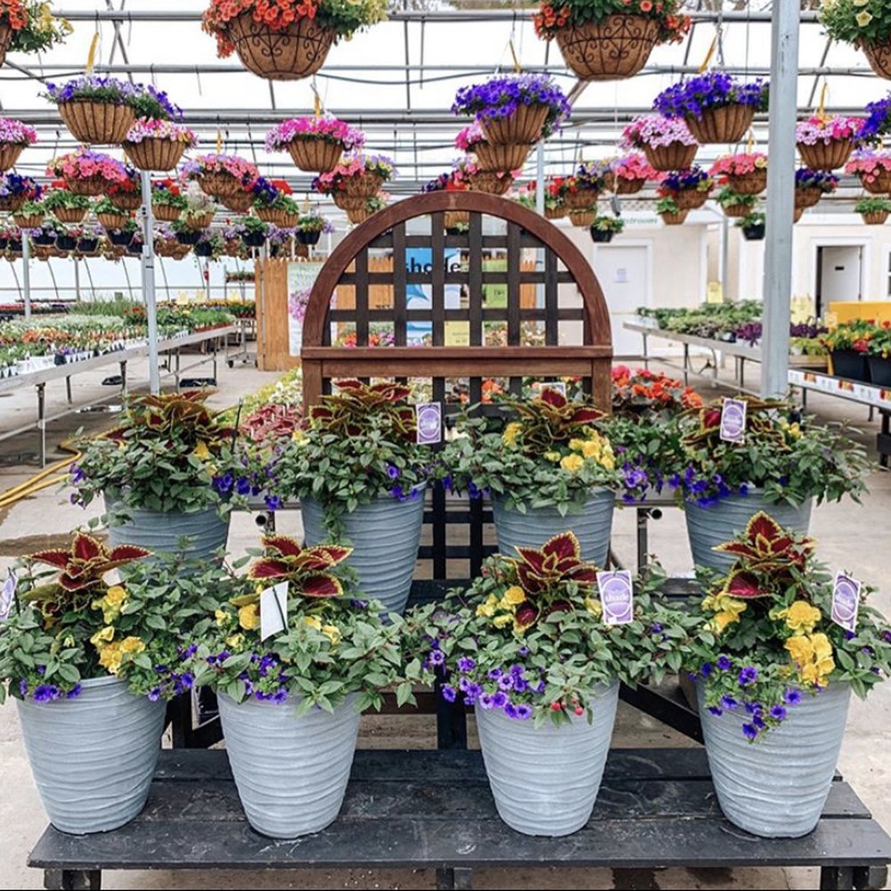 Koetsier's Greenhouse - Nurseries & Gardening Near Me - Grand Rapids, Michigan