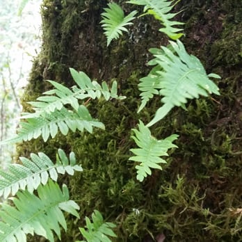 Latourell Falls - Hiking Near Me - Portland, Oregon Latourell Falls - Hiking Near Me - Portland, Oregon