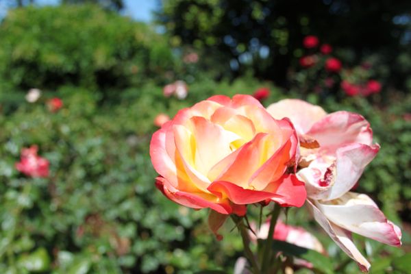 International Rose Test Garden by null