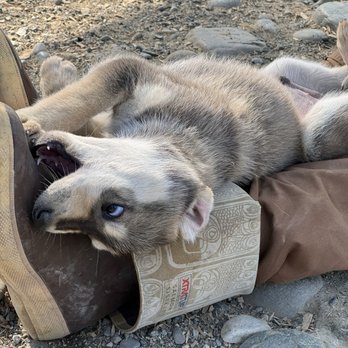AK Sled Dog Tours - More pups - Sledding Near Me - Talkeetna, Alaska AK Sled Dog Tours - More pups - Sledding Near Me - Talkeetna, Alaska