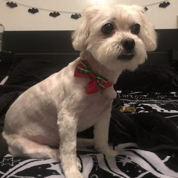 A+ Pet Grooming - Luna - Pet Groomers Near Me - West Covina, California A+ Pet Grooming - Luna - Pet Groomers Near Me - West Covina, California