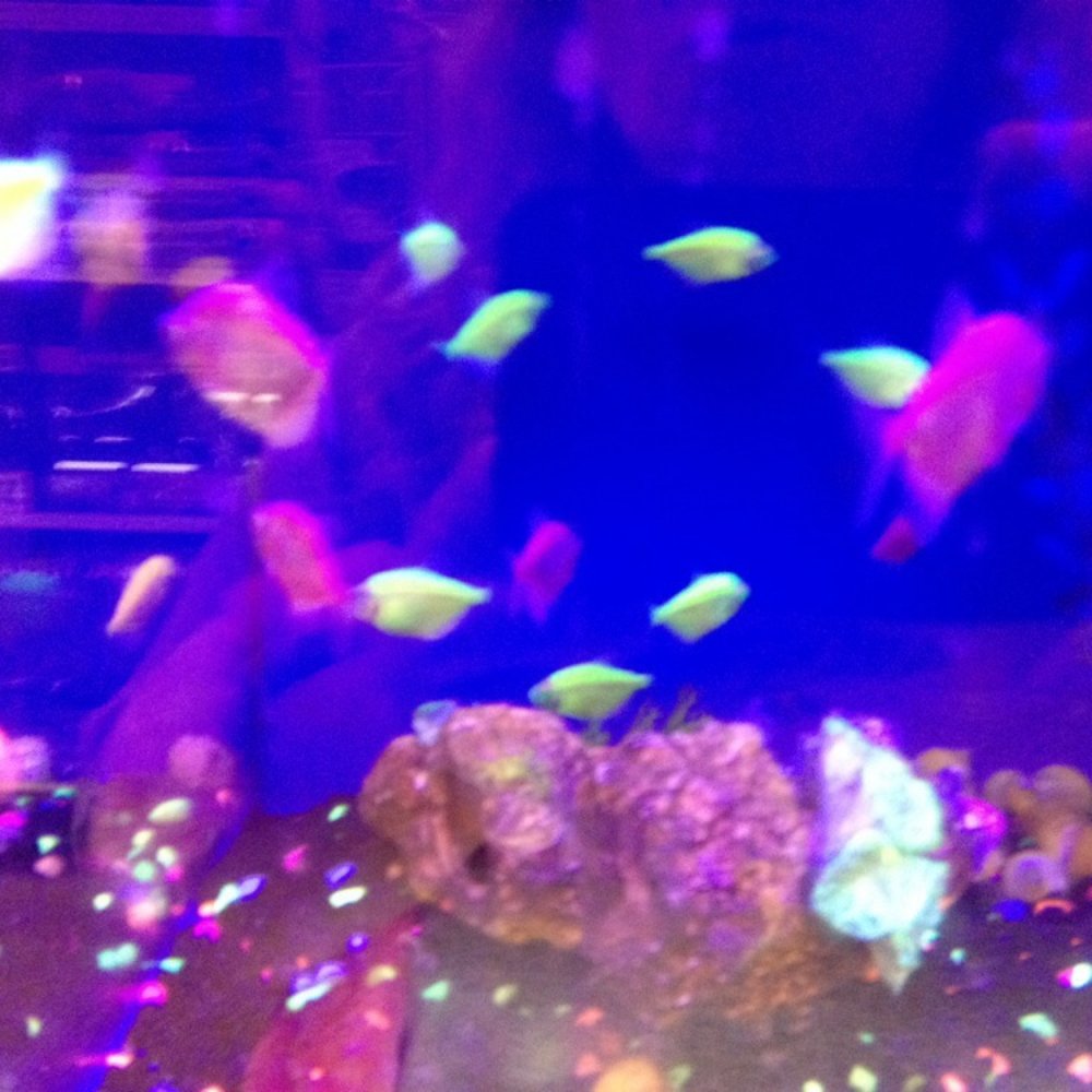 PetSmart - Neon fish - Pet Stores Near Me - Tempe, Arizona PetSmart - Neon fish - Pet Stores Near Me - Tempe, Arizona