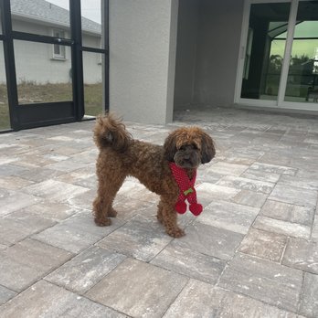 Venice Animal Clinic - Puppy - Veterinarians Near Me - Venice, Florida Venice Animal Clinic - Puppy - Veterinarians Near Me - Venice, Florida