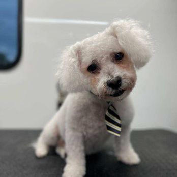 Washin’ Waggin’ Mobile Grooming - Pet Groomers Near Me