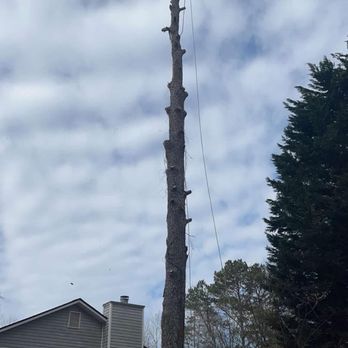 Tree Dynasty Arbor Services - Tree Services Near Me Tree Dynasty Arbor Services - Tree Services Near Me