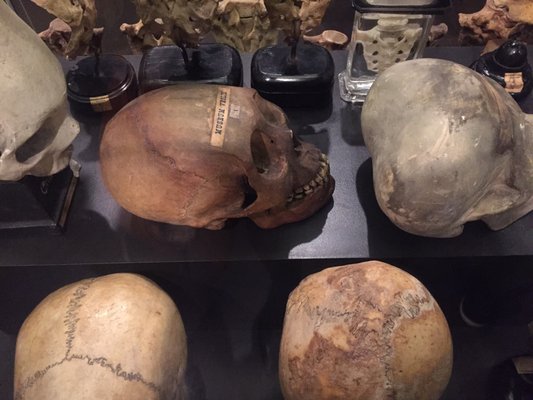 Museum Vrolik by null