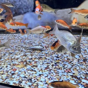 Petco - Dead fish - Pet Training Near Me - Las Vegas, Nevada Petco - Dead fish - Pet Training Near Me - Las Vegas, Nevada