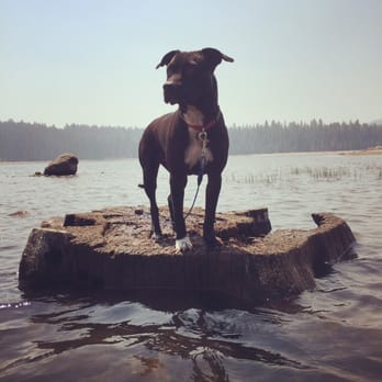 Wench Creek Campground - Our puppy enjoying the lake - Lakes Near Me - Placerville, California Wench Creek Campground - Our puppy enjoying the lake - Lakes Near Me - Placerville, California