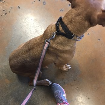 K9s Only - After picking up my pitbull 8 pounds skinnier - Pet Sitting Near Me - Los Angeles, California