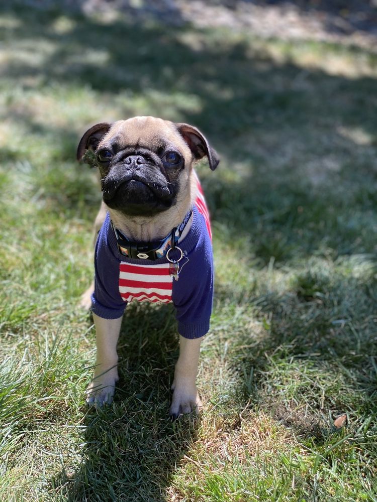 HUMANE SOCIETY FOR SOUTHWEST WASHINGTON Updated August 2024 36