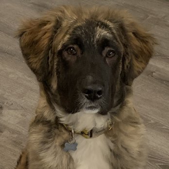 Spanaway Veterinary Clinic - My oh-so-aggressive boy - Veterinarians Near Me - Spanaway, Washington Spanaway Veterinary Clinic - My oh-so-aggressive boy - Veterinarians Near Me - Spanaway, Washington