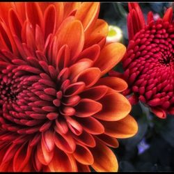 The Flower Bin Garden Center & Nursery
