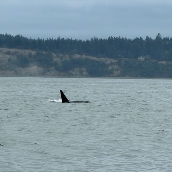 Puget Sound Express - Whale Watching Tours Near Me - Edmonds, Washington Puget Sound Express - Whale Watching Tours Near Me - Edmonds, Washington