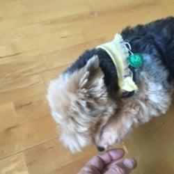 The Lake House Bed & Breakfast - Chin-Chin, one of several canine co-hostesses