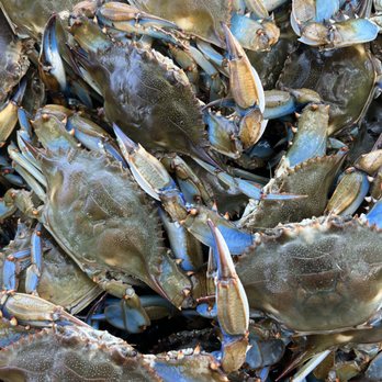 Steve’s Seafood - Seafood Markets Near Me - Jacksonville, Florida Steve’s Seafood - Seafood Markets Near Me - Jacksonville, Florida