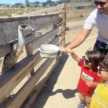 Ostrichland USA - Attraction Farms Near Me - Solvang, California Ostrichland USA - Attraction Farms Near Me - Solvang, California