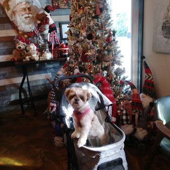 Bassano Cheesecake Cafe - Muffin joining me - Desserts Near Me - Safety Harbor, Florida Bassano Cheesecake Cafe - Muffin joining me - Desserts Near Me - Safety Harbor, Florida