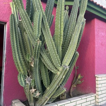 Borreguitas Bar Express - Cute cactus - Mexican Near Me - Pomona, California