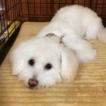 The Sunflower Pet Salon - Peaches - Pet Groomers Near Me - Carmichael, California The Sunflower Pet Salon - Peaches - Pet Groomers Near Me - Carmichael, California