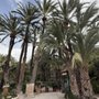 Gestur Huerto del Cura