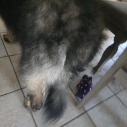 Furry Tales Hixson