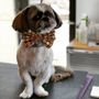 Photo of The Persian Mastiff Pet Artistry & Boutique