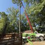Langford Tree Care