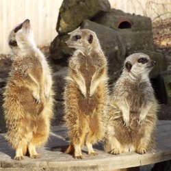 Tilgate Park Nature Centre - Everyone's favourite, the meerkats!
