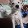 Photo of Puppy Love Westie Style