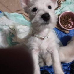 Puppy Love Westie Style - 4 month old male Westie!!  Availability  is now ! He's a special boy
