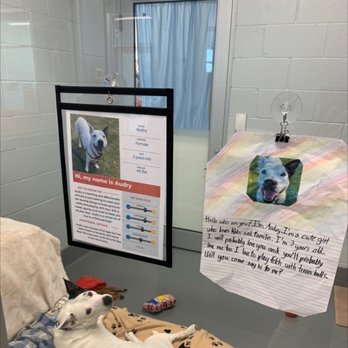 Patty Baker Humane Society Naples - Come get me - Animal Shelters Near Me - Naples, Florida Patty Baker Humane Society Naples - Come get me - Animal Shelters Near Me - Naples, Florida