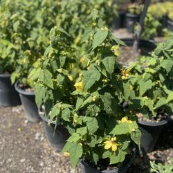 Ramirez Growers