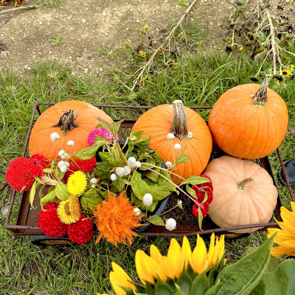 Pumpkins Pumpkins