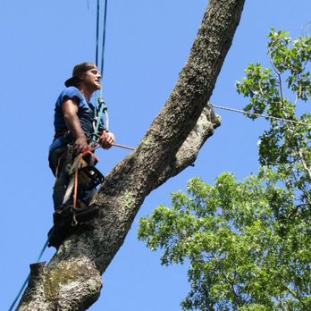 Professional Tree Service - Tree Services Near Me