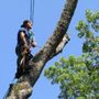 Photo of Professional Tree Service