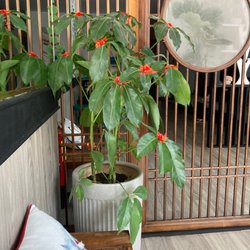 Taiji Royal Spa in Brooklyn gift card