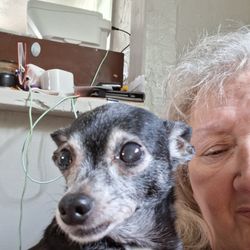 Kolehmainen Veterinary Clinic - Sasha our ratchiweinie