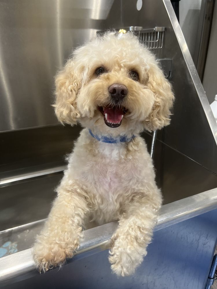 The Wolf’s Den - pet boarding facility in Sparks, NV